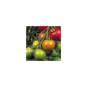 Tomato Tigerella Kings Seeds