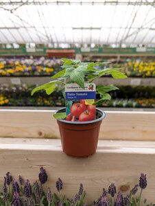 Tomato Totem