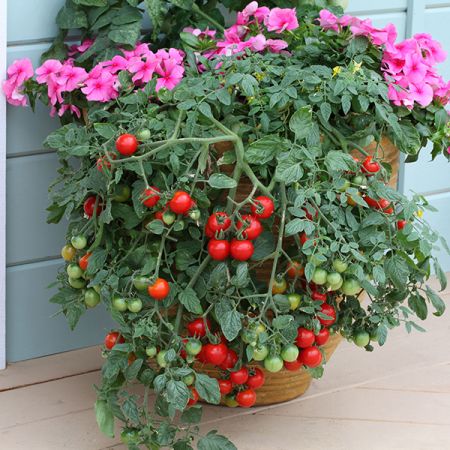Tomato Tumbling Tom Red Kings Seeds