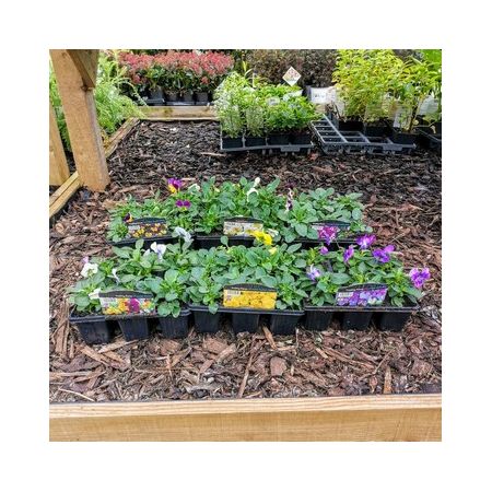 Trailing Pansy 6 Pack - Our Selection