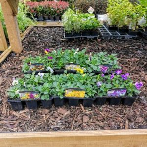 Trailing Pansy 6 Pack - Our Selection