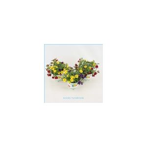 Trio Bells (Calibrachoa) 12Cm Pot - Various Colours - Our Selection