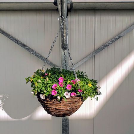 Trio Bells (Million Bells) Hanging Basket 12"