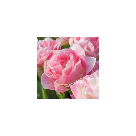 Tulip Angelique Pack Of 10 Size 10/11