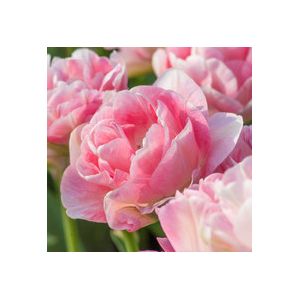 Tulip Angelique Pack Of 10 Size 10/11