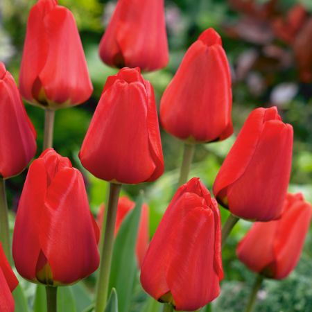 Tulip Apeldoorn Pack Of 10 Size 10/11