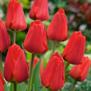 Tulip Apeldoorn Pack Of 10 Size 10/11