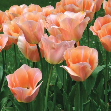 Tulip Apricot Beauty Pack Of 10 Size 10/11