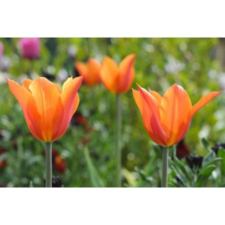 Tulip Ballerina Pack Of 10 Size 10/11