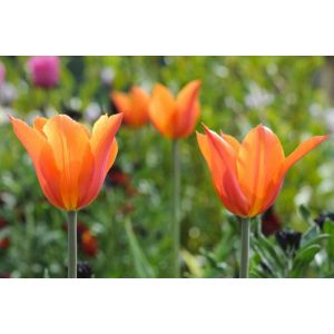 Tulip Ballerina Pack Of 10 Size 10/11
