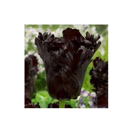 Tulip Black Parrot Pack Of 10 Size 10/11
