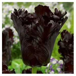 Tulip Black Parrot Pack Of 10 Size 10/11