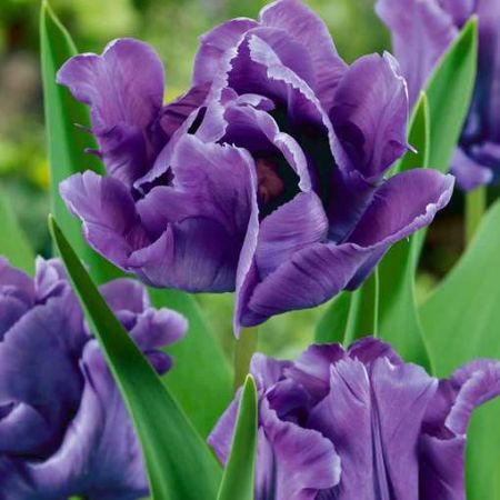 Tulip Blue Parrot Pack Of 10 Size 10/11