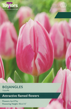 Tulip - Bojangles - 7 Bulb Pack