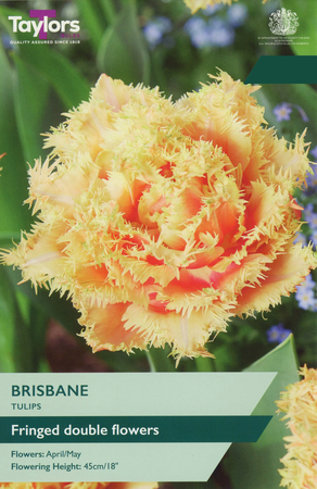 Tulip - Brisbane - 5 Bulb Pack