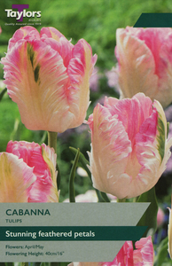 Tulip - Cabanna - 5 Bulb Pack