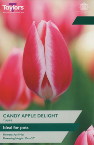 Tulip - Candy Apple Delight - 7 Bulb Pack