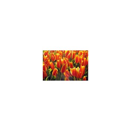 Tulip Cape Cod Pack Of 10 Size 10/11