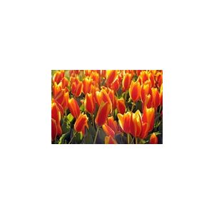 Tulip Cape Cod Pack Of 10 Size 10/11