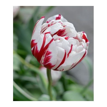 Tulip Carnival De Nice Pack Of 10 Size 10/11