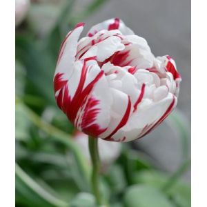 Tulip Carnival De Nice Pack Of 10 Size 10/11