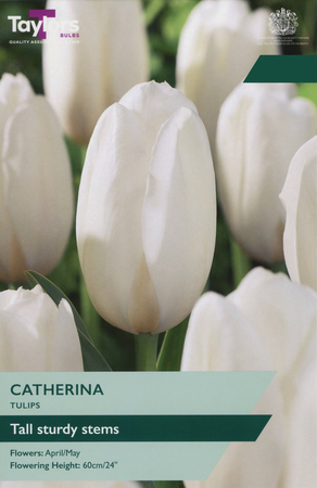 Tulip - Catherina - 7 Bulb Pack