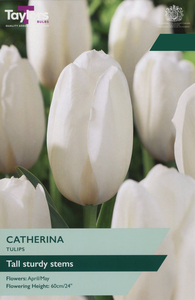 Tulip - Catherina - 7 Bulb Pack
