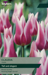 Tulip - Claudia - 7 Bulb Pack