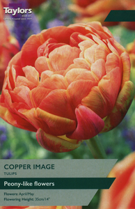 Tulip - Copper Image - 6 Bulb Pack