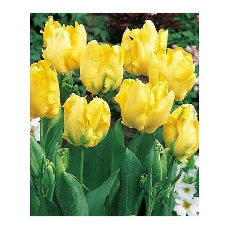 Tulip Eagle Wings Pack Of 10 Size 10/11