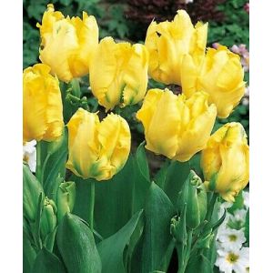 Tulip Eagle Wings Pack Of 10 Size 10/11