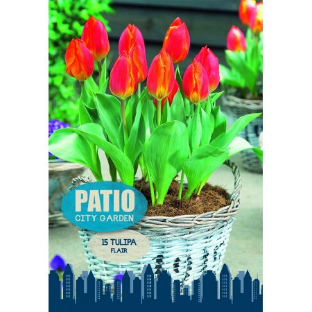 Tulip Flair 15 Bulb Pack