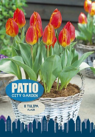Tulip Flair 8 Bulb Pack