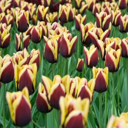 Tulip Gavota Pack Of 10 Size 10/11