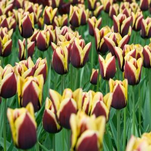 Tulip Gavota Pack Of 10 Size 10/11