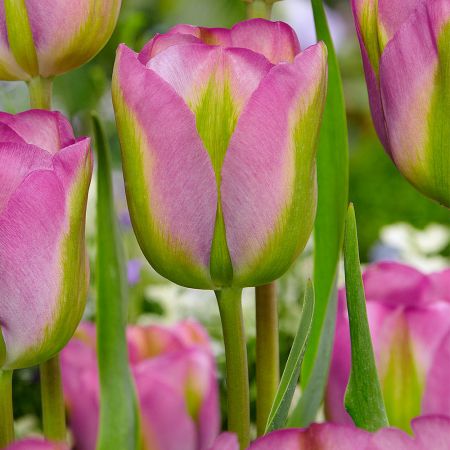 Tulip Greenland Pack Of 10 Size 10/11