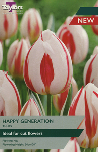 Tulip - Happy Generation - 7 Bulb Pack