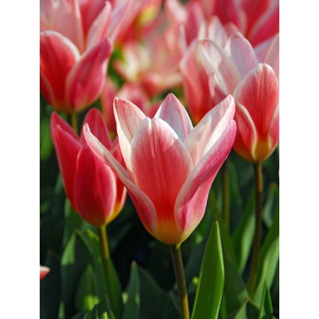 Tulip Hearts Delight Pack Of 10 Size 10/11