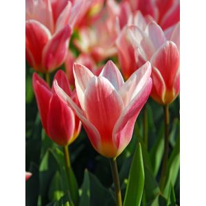 Tulip Hearts Delight Pack Of 10 Size 10/11