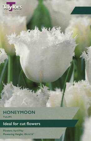 Tulip - Honeymoon - 6 Bulb Pack