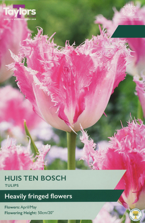 Tulip - Huis Ten Bosch - 6 Bulb Pack