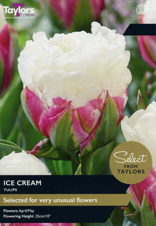 Tulip - Ice Cream - 5 Bulb Pack