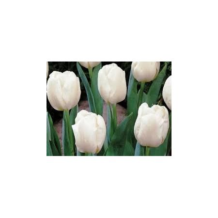 Tulip Inzell Pack Of 10 Size 10/11
