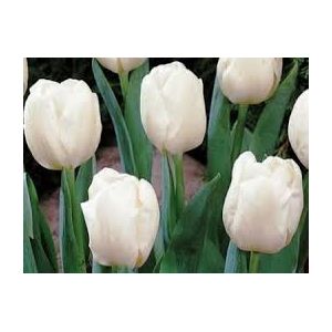 Tulip Inzell Pack Of 10 Size 10/11