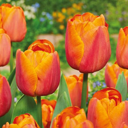 Tulip Jimmy Pack Of 10 Size 10/11