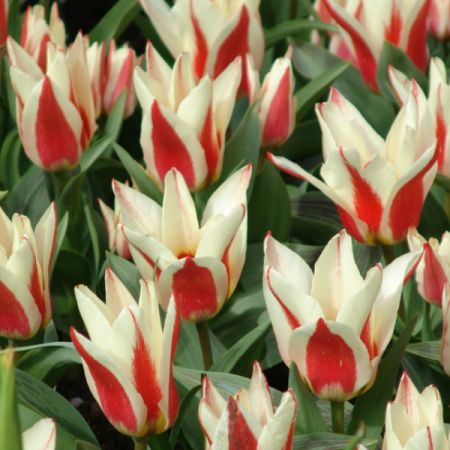 Tulip Johann Strauss Pack Of 10 Size 10/11
