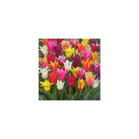 Tulip Lily Flowered Mix Pack Of 10 Size 10/11