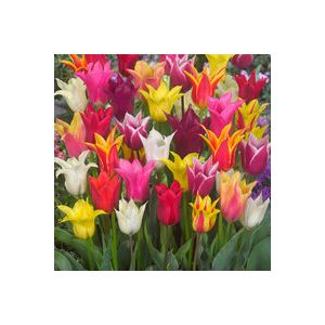 Tulip Lily Flowered Mix Pack Of 10 Size 10/11