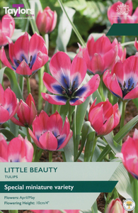 Tulip - Little Beauty (Special Miniature) - 15 Bulb Pack