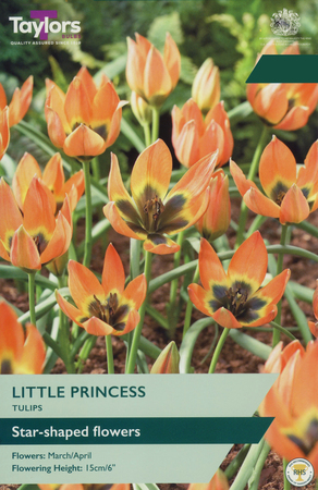 Tulip - Little Princess - 12 Bulb Pack